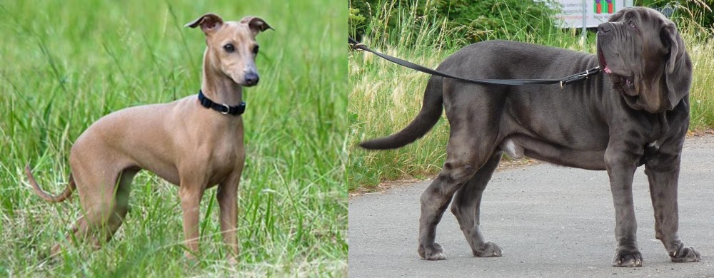 Neapolitan Mastiff vs Italian Greyhound - Breed Comparison