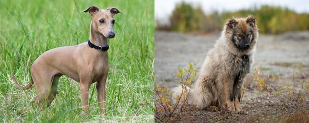 Nenets Herding Laika vs Italian Greyhound - Breed Comparison