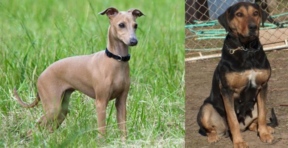 New Zealand Huntaway vs Italian Greyhound - Breed Comparison