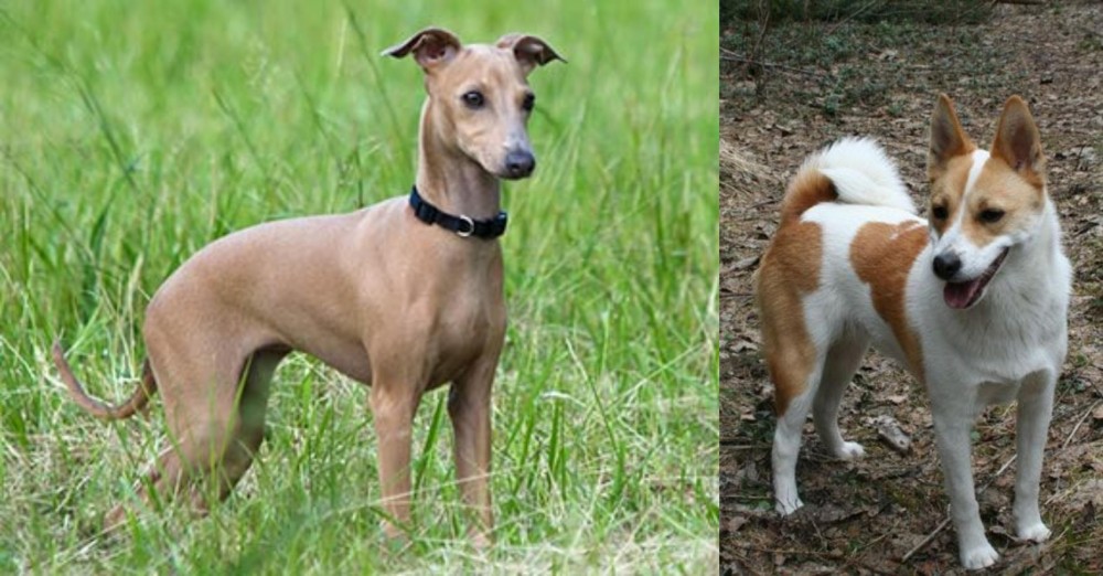 Norrbottenspets vs Italian Greyhound - Breed Comparison