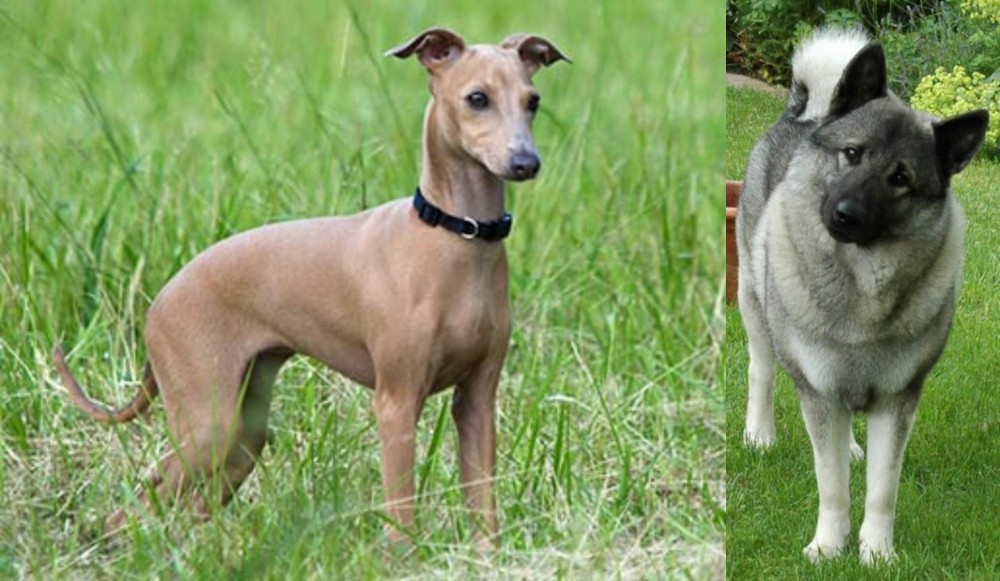 Norwegian Elkhound vs Italian Greyhound - Breed Comparison