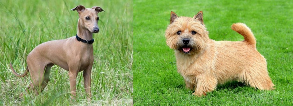 Norwich Terrier vs Italian Greyhound - Breed Comparison