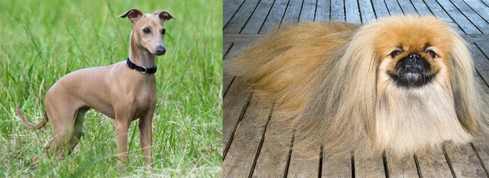 Pekingese vs Italian Greyhound - Breed Comparison