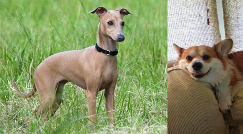 Pembroke Welsh Corgi vs Italian Greyhound - Breed Comparison