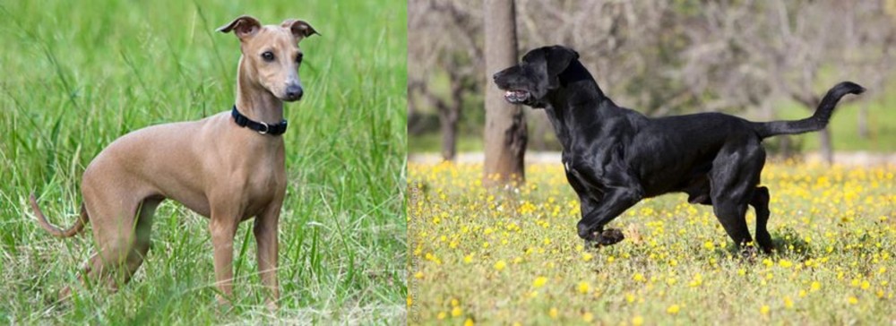 Perro de Pastor Mallorquin vs Italian Greyhound - Breed Comparison