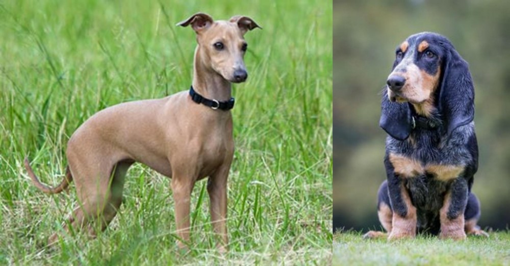 Petit Bleu de Gascogne vs Italian Greyhound - Breed Comparison