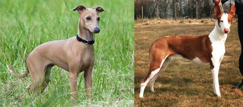 Podenco Canario vs Italian Greyhound - Breed Comparison