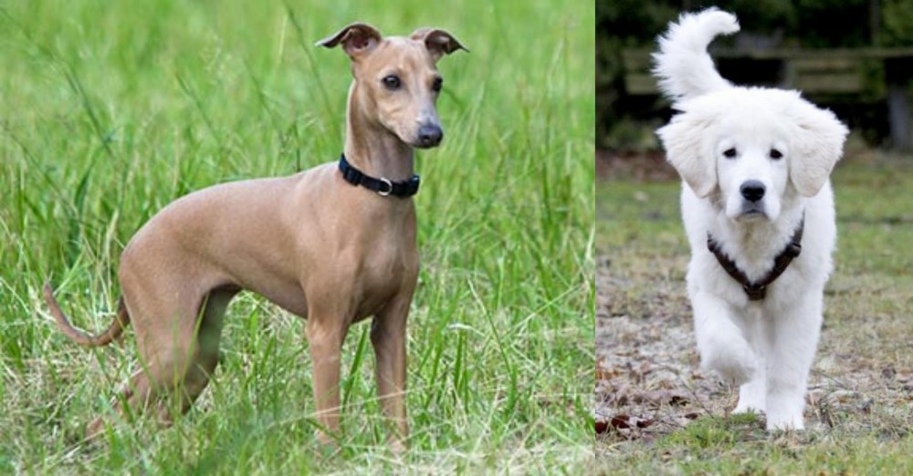 Polish Tatra Sheepdog vs Italian Greyhound - Breed Comparison