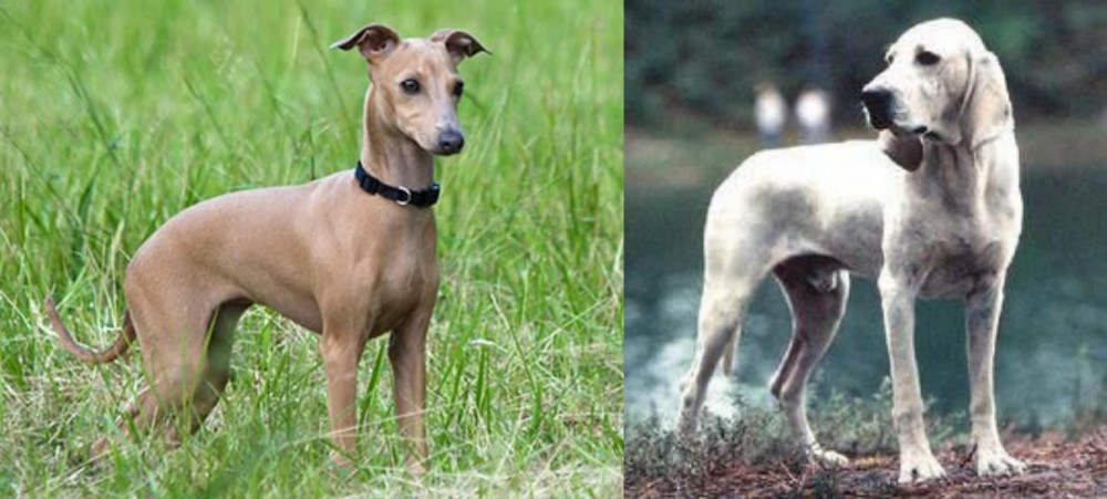 Porcelaine vs Italian Greyhound - Breed Comparison