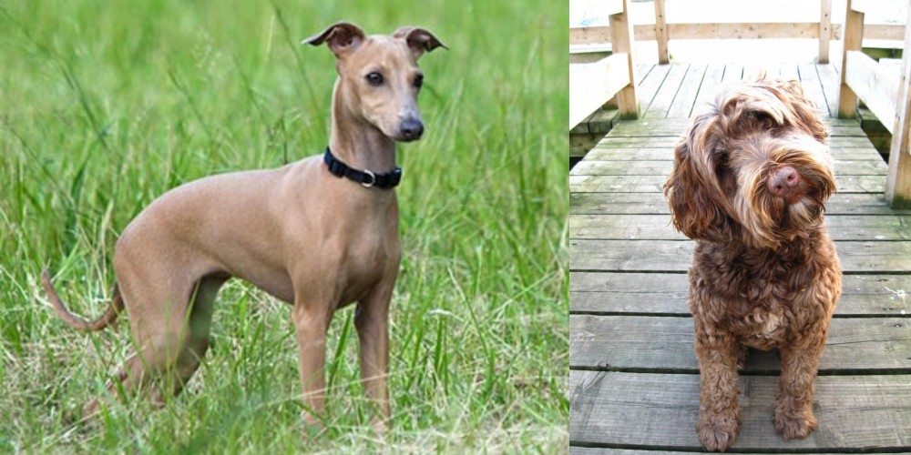 Portuguese Water Dog vs Italian Greyhound - Breed Comparison