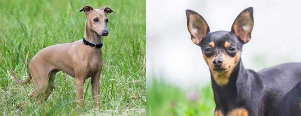 Prazsky Krysarik vs Italian Greyhound - Breed Comparison