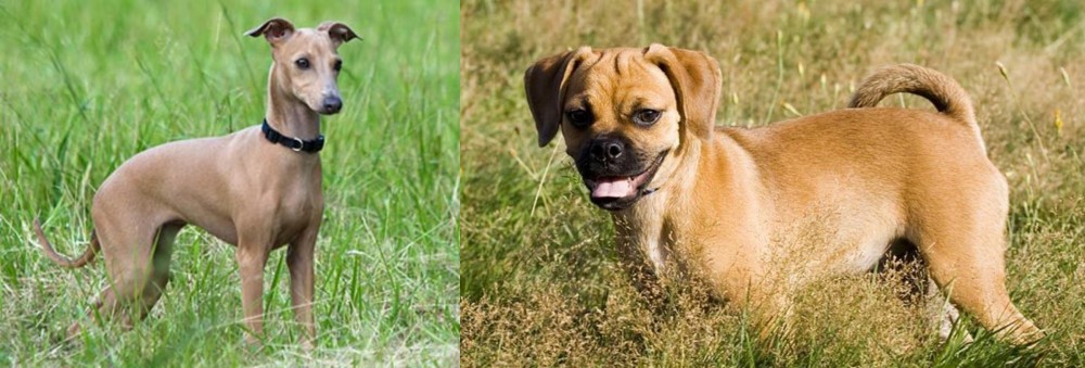 Puggle vs Italian Greyhound - Breed Comparison