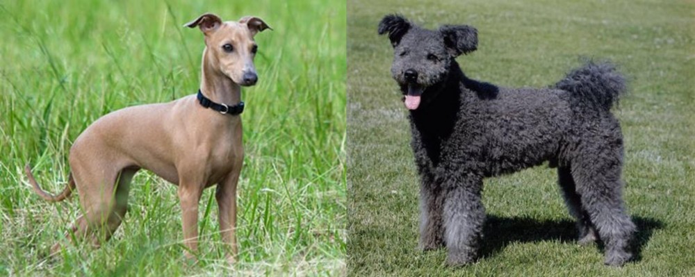 Pumi vs Italian Greyhound - Breed Comparison