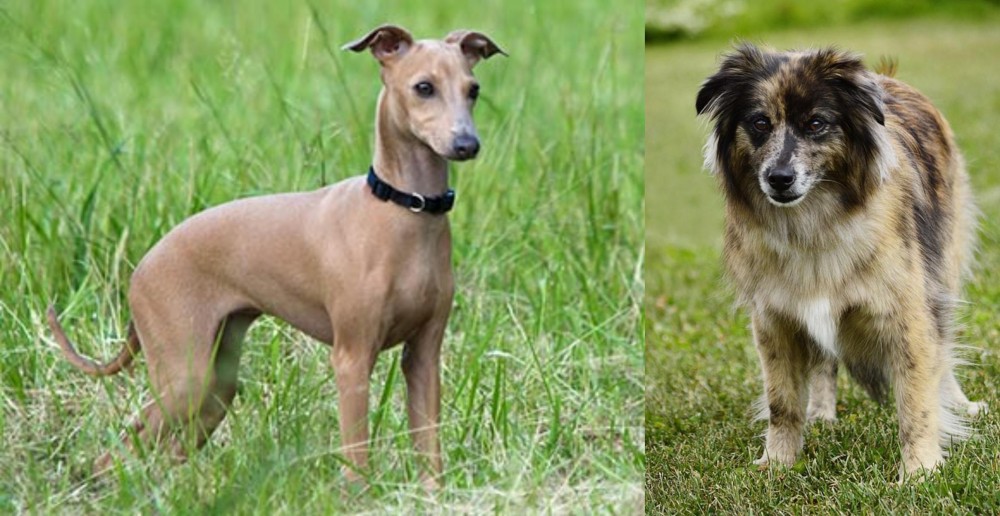 Pyrenean Shepherd vs Italian Greyhound - Breed Comparison