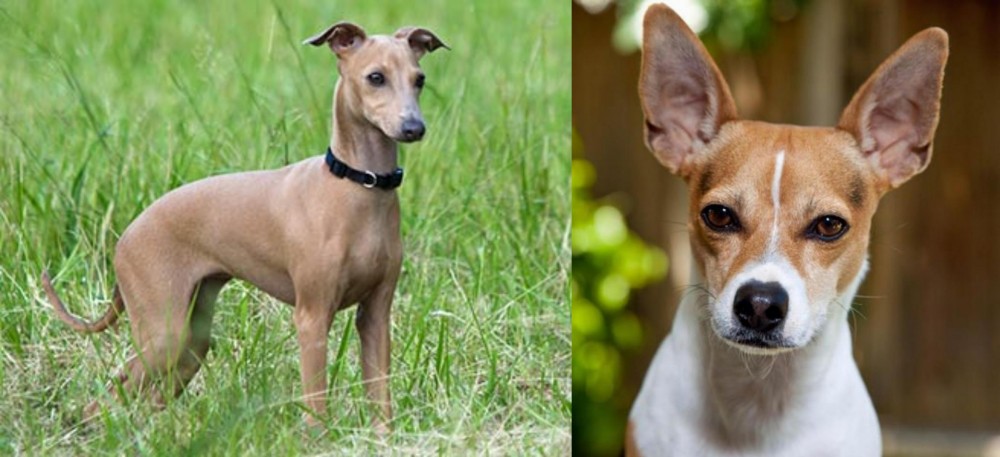 Rat Terrier vs Italian Greyhound - Breed Comparison