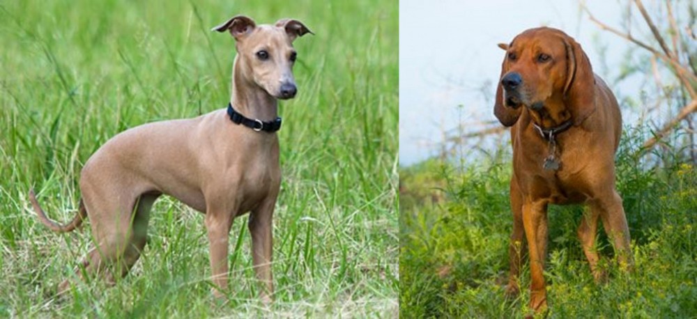 Redbone Coonhound vs Italian Greyhound - Breed Comparison