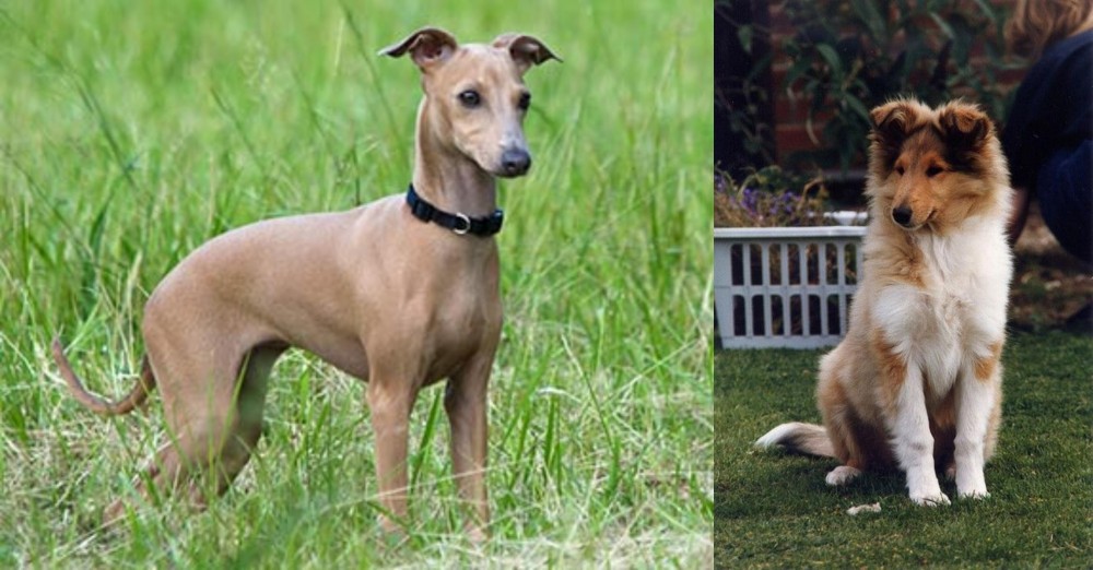 Rough Collie vs Italian Greyhound - Breed Comparison