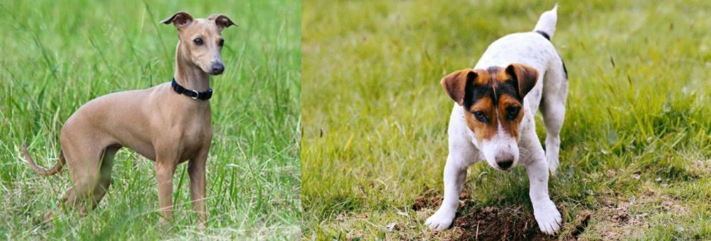 Russell Terrier vs Italian Greyhound - Breed Comparison