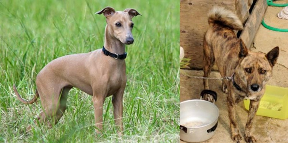 Ryukyu Inu vs Italian Greyhound - Breed Comparison