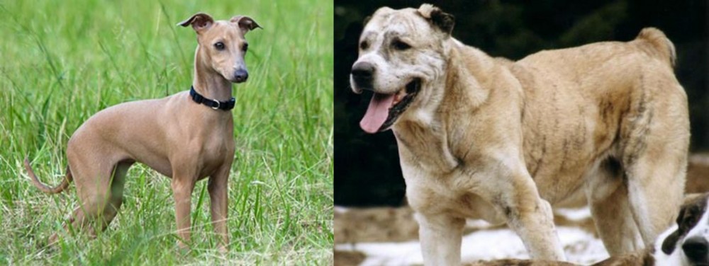 Sage Koochee vs Italian Greyhound - Breed Comparison