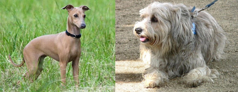 Sapsali vs Italian Greyhound - Breed Comparison