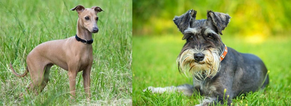 Schnauzer vs Italian Greyhound - Breed Comparison