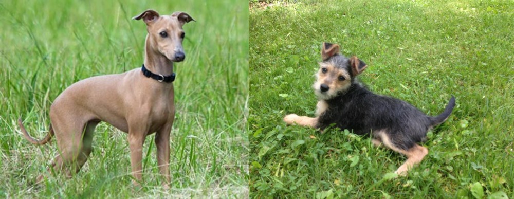 Schnorkie vs Italian Greyhound - Breed Comparison