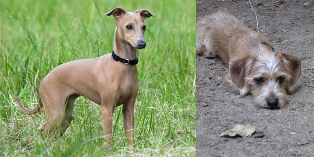 Schweenie vs Italian Greyhound - Breed Comparison