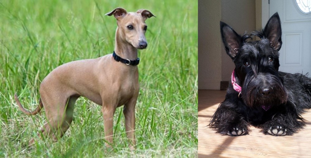 Scottish Terrier vs Italian Greyhound - Breed Comparison