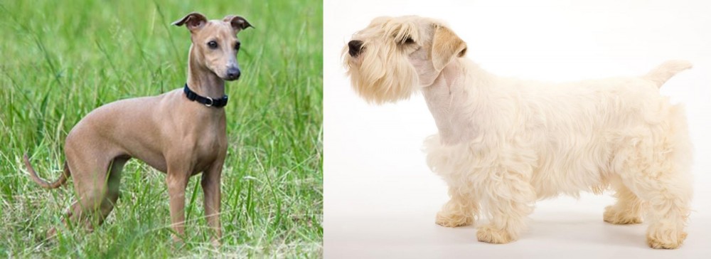 Sealyham Terrier vs Italian Greyhound - Breed Comparison