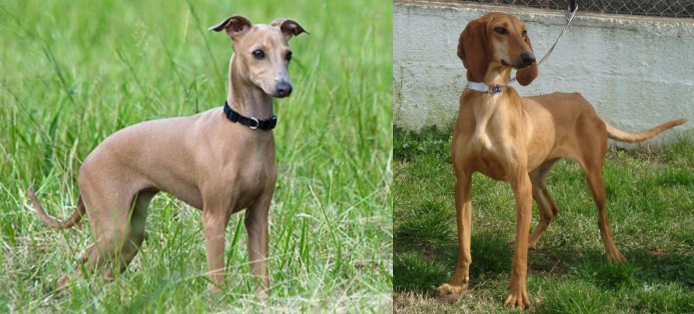 Segugio Italiano vs Italian Greyhound - Breed Comparison