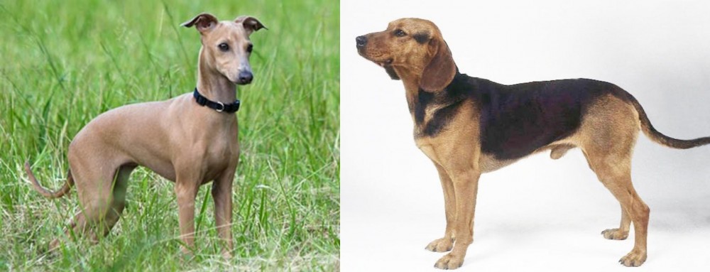Serbian Hound vs Italian Greyhound - Breed Comparison