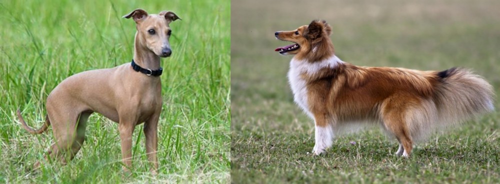 Shetland Sheepdog vs Italian Greyhound - Breed Comparison