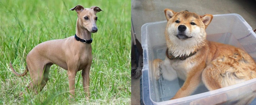 Shiba Inu vs Italian Greyhound - Breed Comparison
