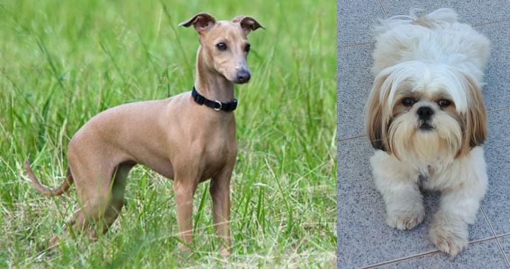 Shih Tzu vs Italian Greyhound - Breed Comparison