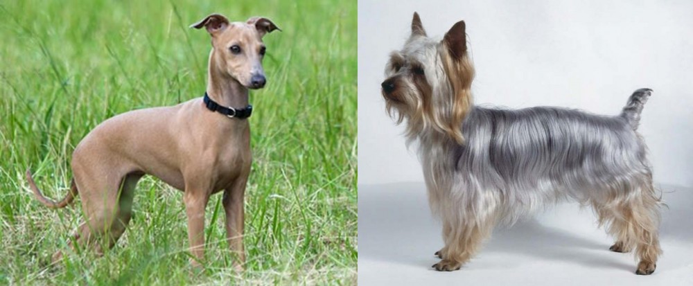 Silky Terrier vs Italian Greyhound - Breed Comparison