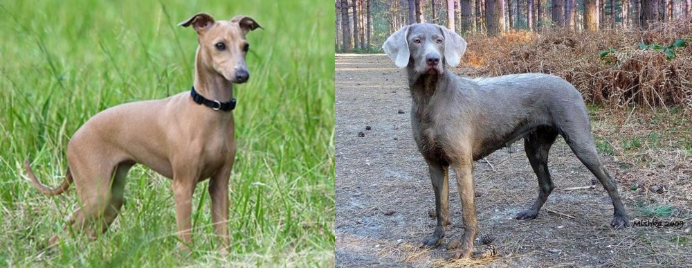 Slovensky Hrubosrsty Stavac vs Italian Greyhound - Breed Comparison