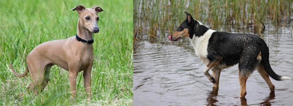 Smooth Collie vs Italian Greyhound - Breed Comparison