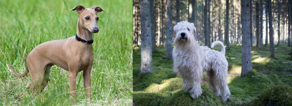 Soft-Coated Wheaten Terrier vs Italian Greyhound - Breed Comparison