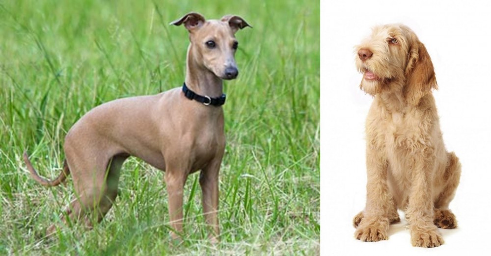 Spinone Italiano vs Italian Greyhound - Breed Comparison