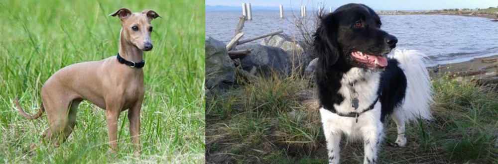 Stabyhoun vs Italian Greyhound - Breed Comparison