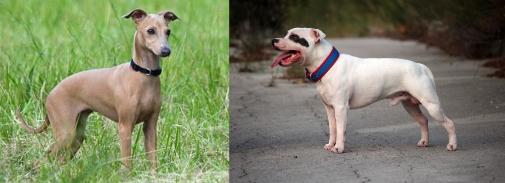 Staffordshire Bull Terrier vs Italian Greyhound - Breed Comparison