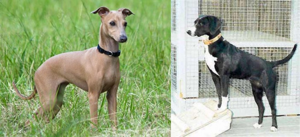 Stephens Stock vs Italian Greyhound - Breed Comparison