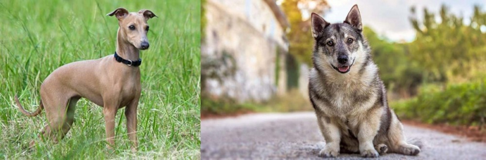 Swedish Vallhund vs Italian Greyhound - Breed Comparison