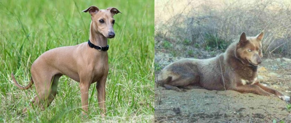 Tahltan Bear Dog vs Italian Greyhound - Breed Comparison