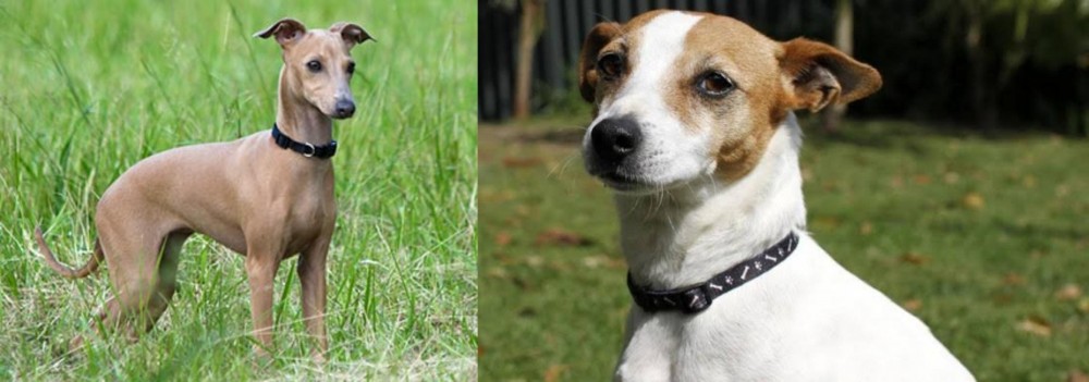 Tenterfield Terrier vs Italian Greyhound - Breed Comparison