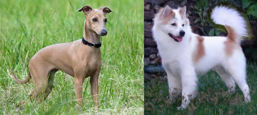 Thai Bangkaew vs Italian Greyhound - Breed Comparison