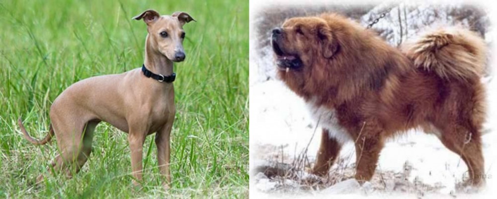 Tibetan Kyi Apso vs Italian Greyhound - Breed Comparison