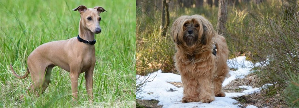 Tibetan Terrier vs Italian Greyhound - Breed Comparison