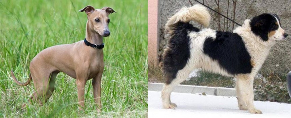 Tornjak vs Italian Greyhound - Breed Comparison